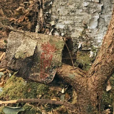 Birchbark
