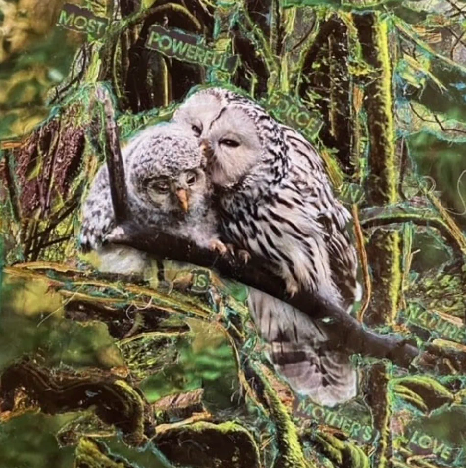 Owl Mother And Chick Artwork